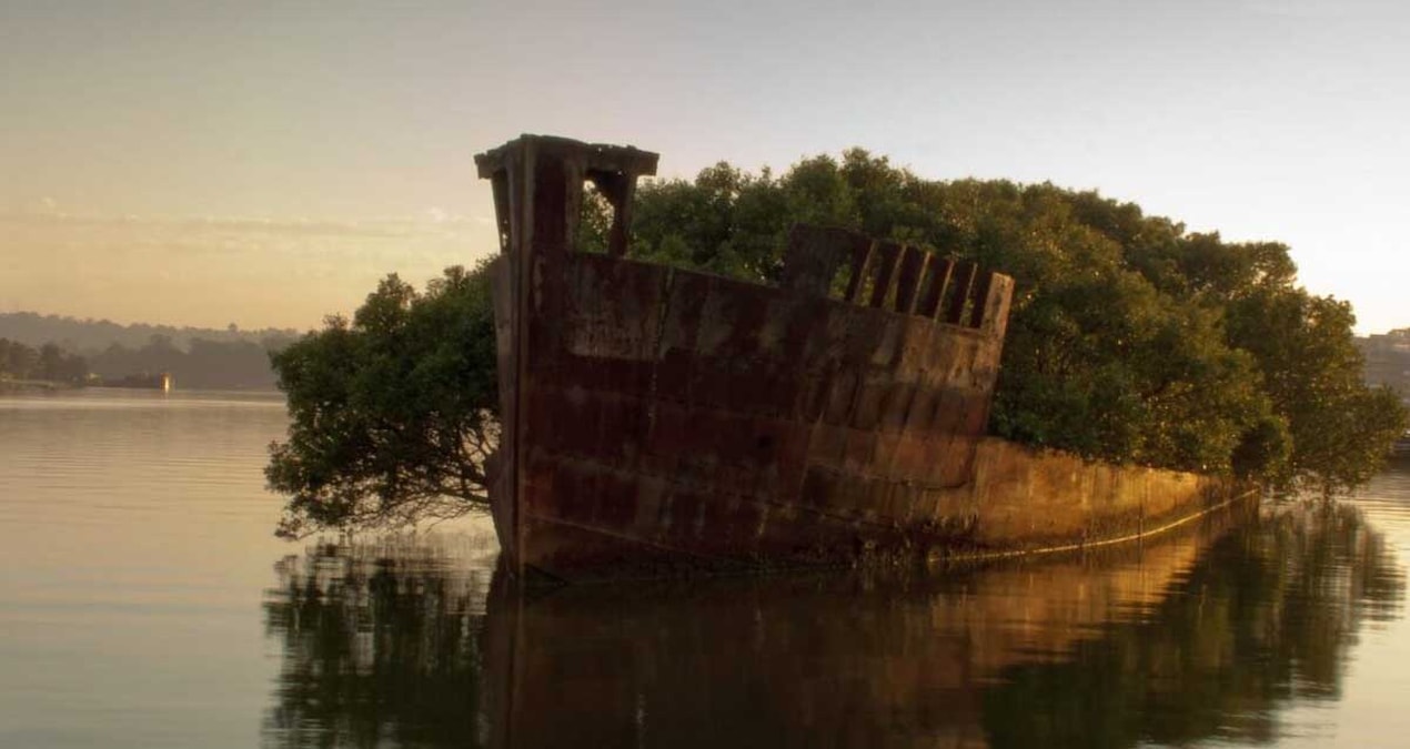 Sidney'de hurdaya ayrılan SS Ayrfield yüzen ormana dönüştü