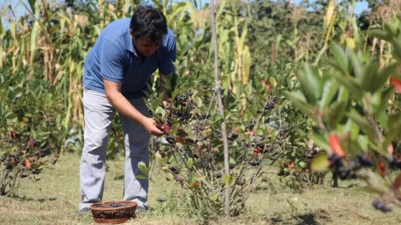 İnternetten gördü eşiyle köşeyi döndü: Mor altında hasat rekoru kırıyor