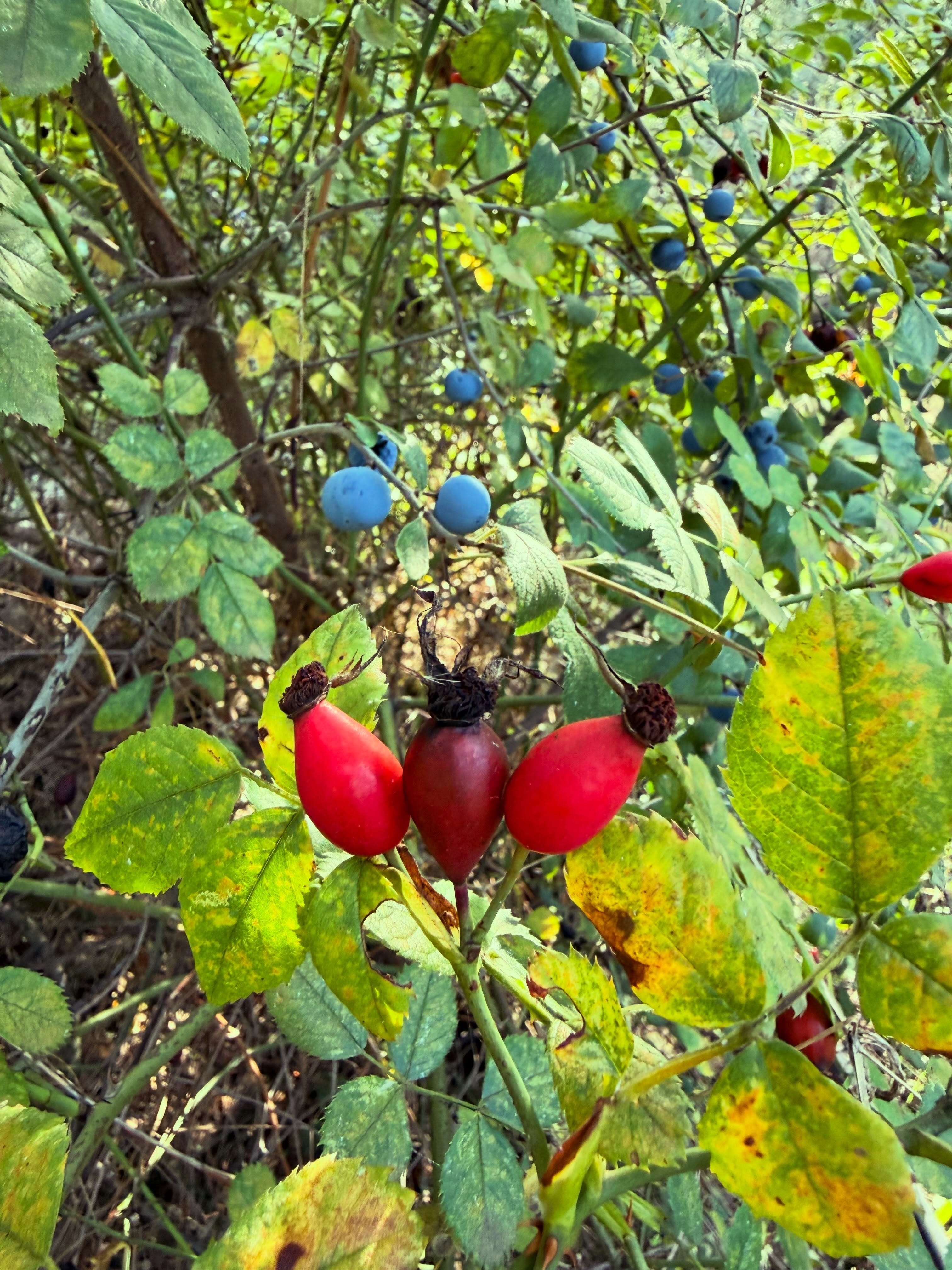 DOĞAYLA İÇ İÇE KAHVALTISINI DA İHMAL ETMEDİ