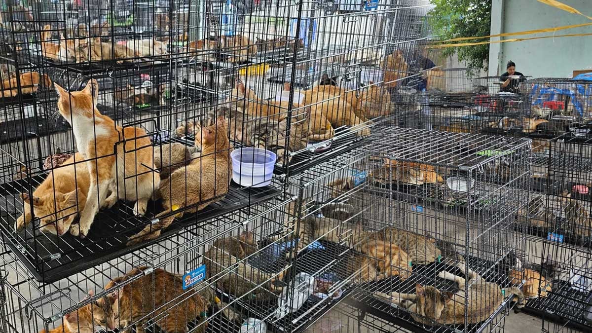 Et için kesmeyi planladıkları 2.700 kediyi çalan suç çetesi yakalandı