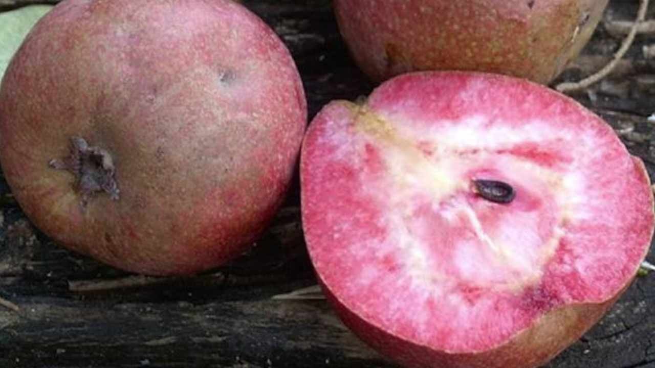 Kesince kırmızı başka toprakta bembeyaz oluyor: Parayla bile satın alınamıyor
