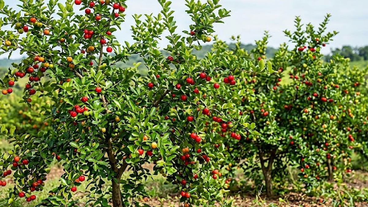 Limondan 60 kat fazla C vitamini içeriyor: Bahçesine eken servet kazanıyor