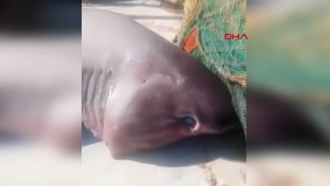 Edirne Saros Körfezi’nde dev köpek balığı şoku