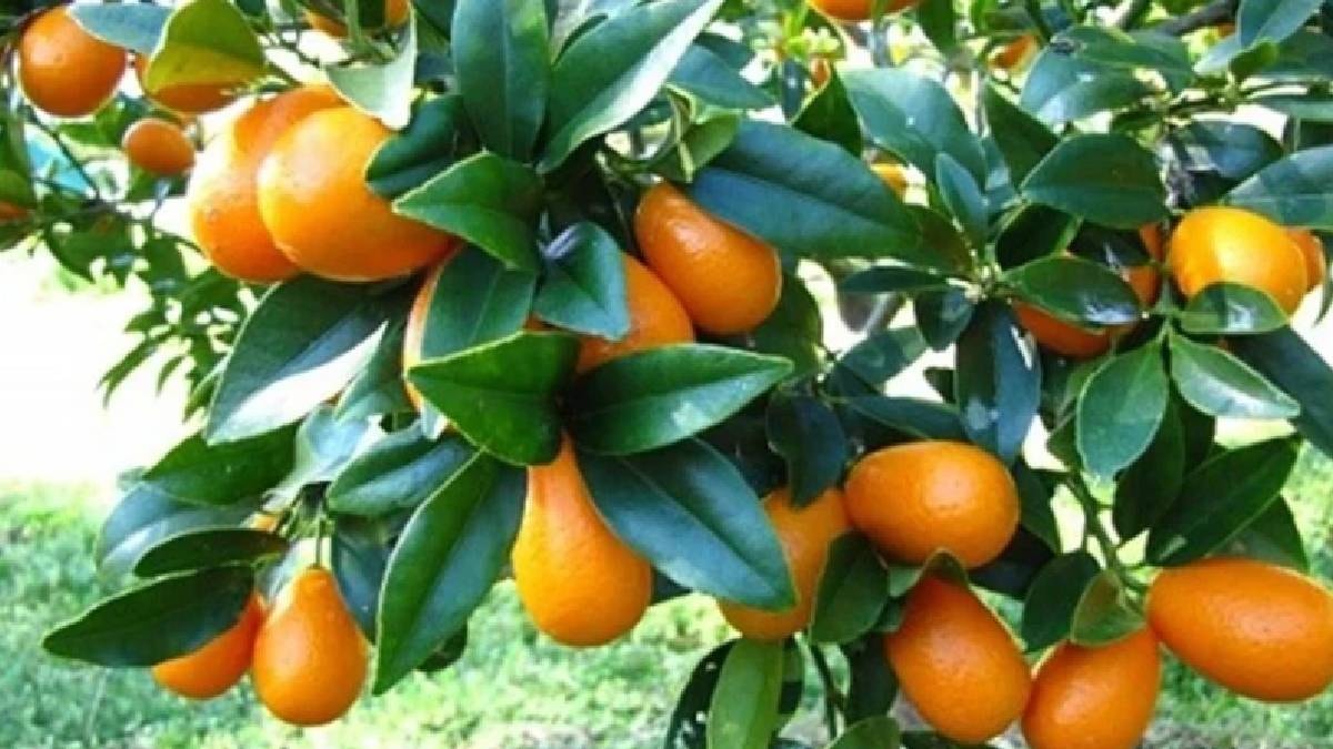 Herkes mandalina sanıyor ama değil: C vitamini çok daha fazla tüketenlere hastalık uğramıyor