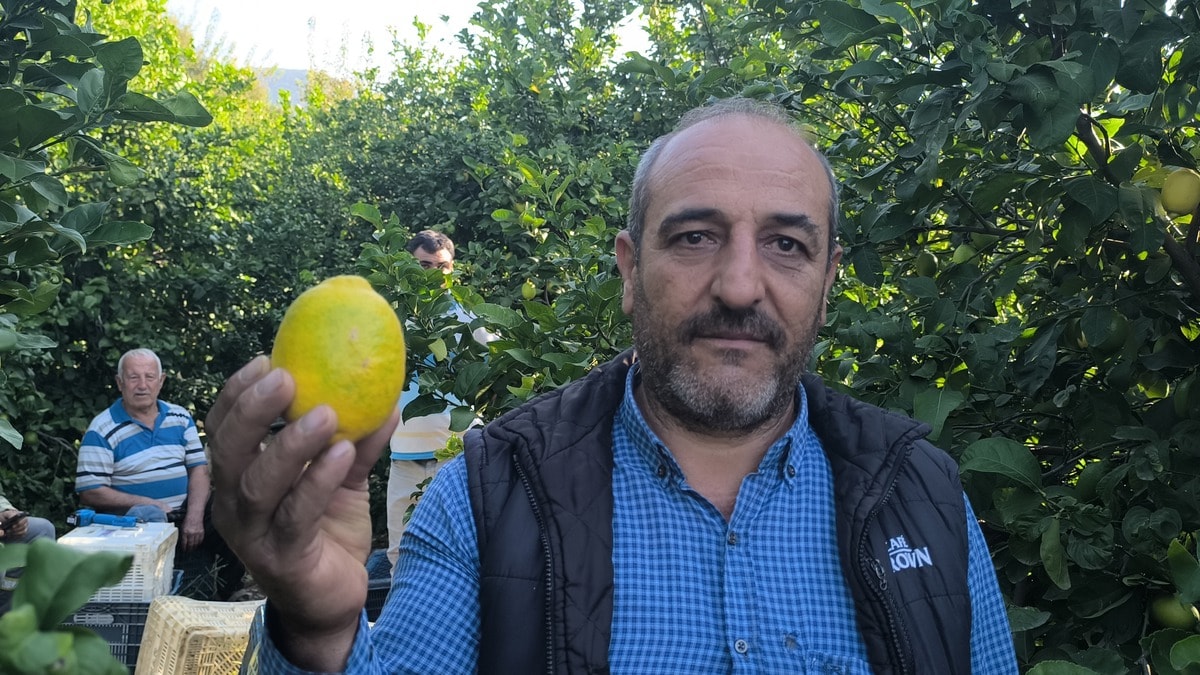 Limon üreticisi: 'Tüccara yalvara yalvara zor kestiriyoruz'