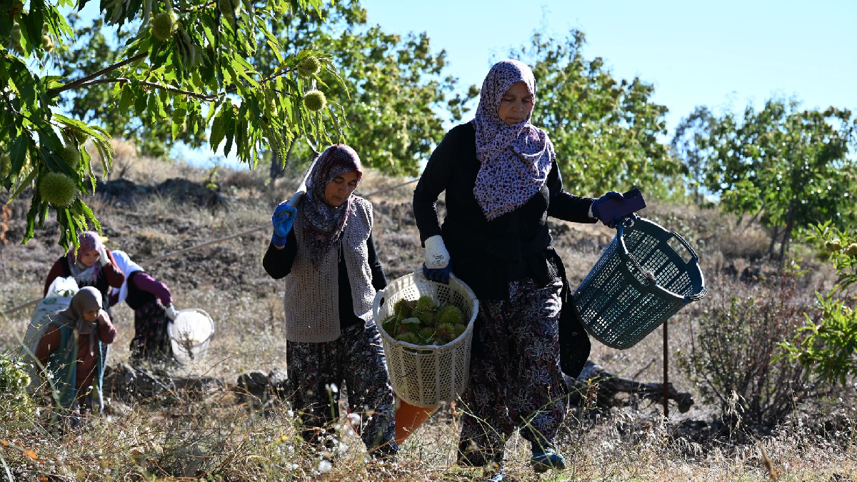Hasadını yapıp özel kuyulara gömmeye başladılar: 2 ay sonra hazır olacak