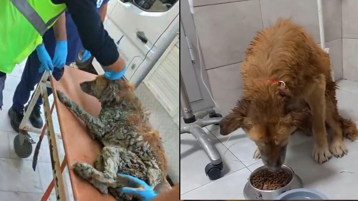 İzmir’de çamura saplanan köpek kurtarıldı: Adı “Şanslı” oldu