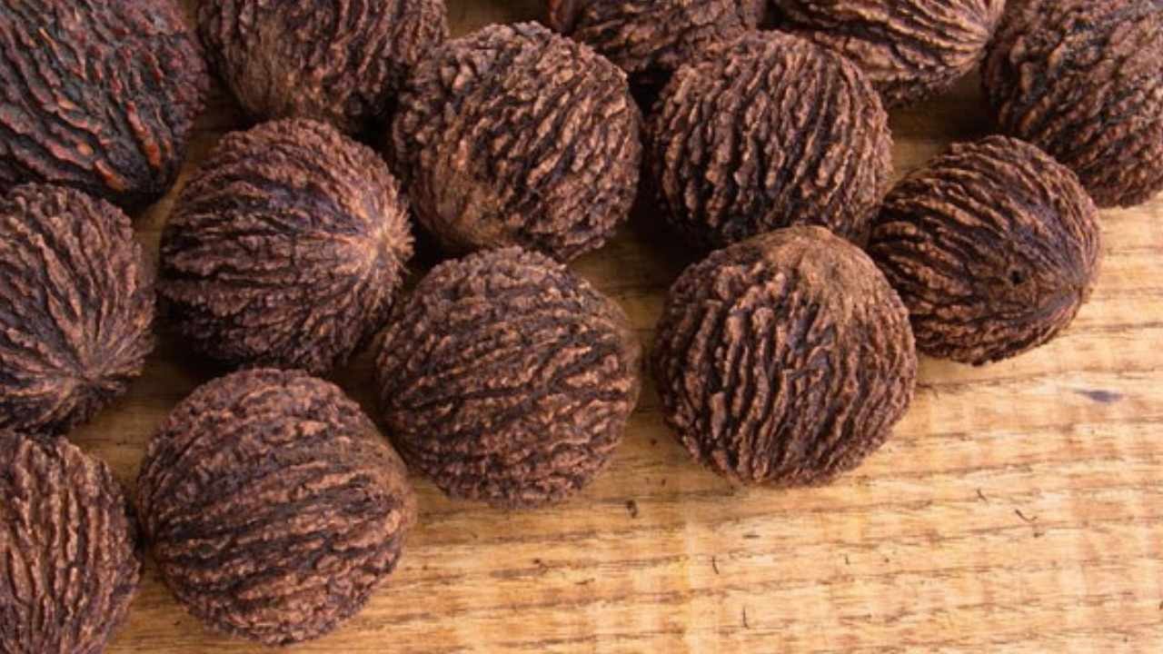 Ne su istiyor ne masraf: Her ağaçtan 50 kilo hasat ediliyor, eken çiftçi servet kazanıyor