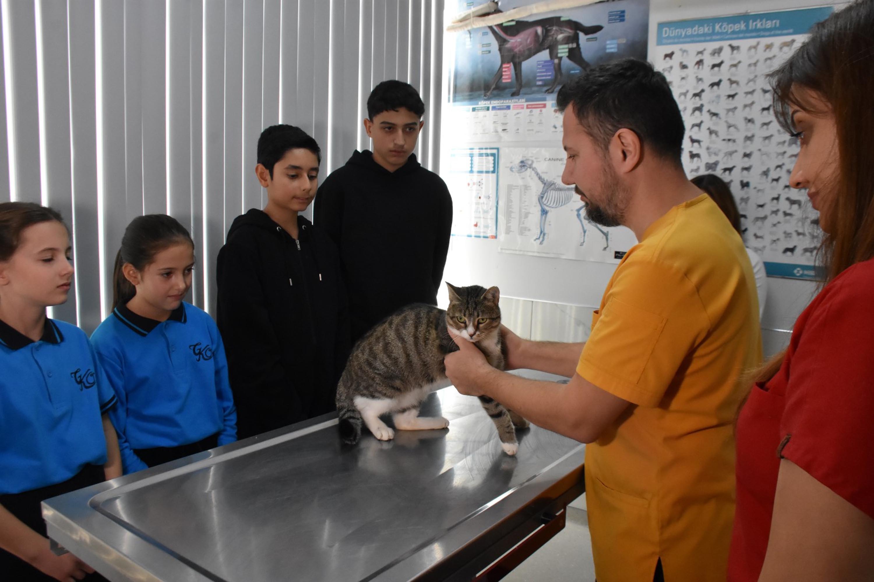 İzmir'de yürek ısıtan dayanışma: Harçlıklarını biriktirip yaralı kedi "Kurabiye"yi kurtardılar