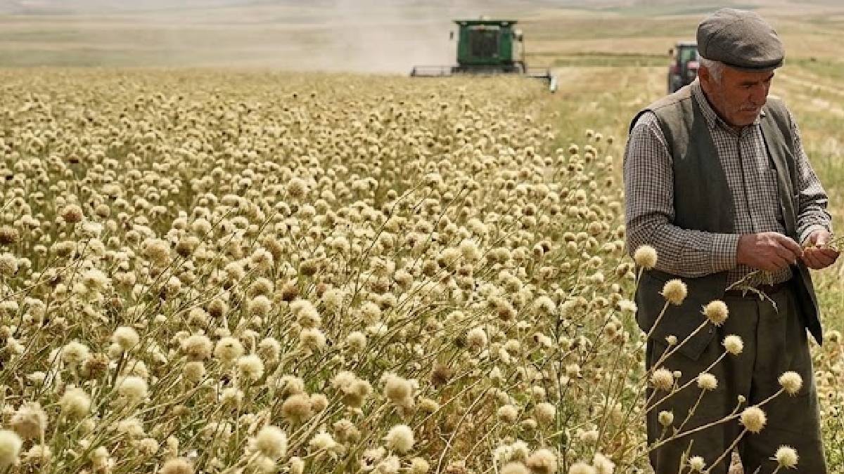 Tarlada yabani ot sanıp yüzüne bakmıyorlardı: Meğer uçakları uçuracak yakıt ondan çıkıyormuş