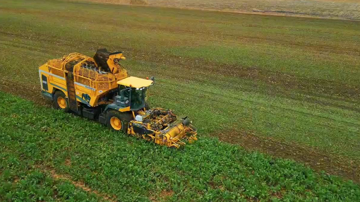 Tarladan kaldırılmaya başlandı: Dekar başına 10 ton verim alındı