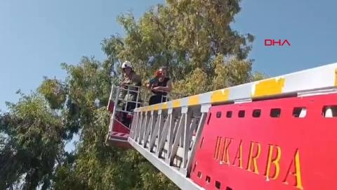 Kaçak papağan için itfaiye seferber oldu!