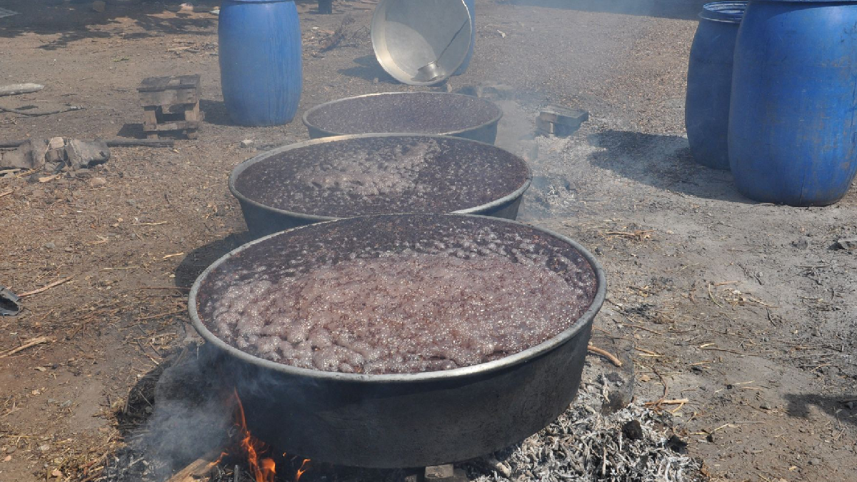 8 kilodan 1 kilo çıkıyor: Hasat bitti kazanlar kuruldu