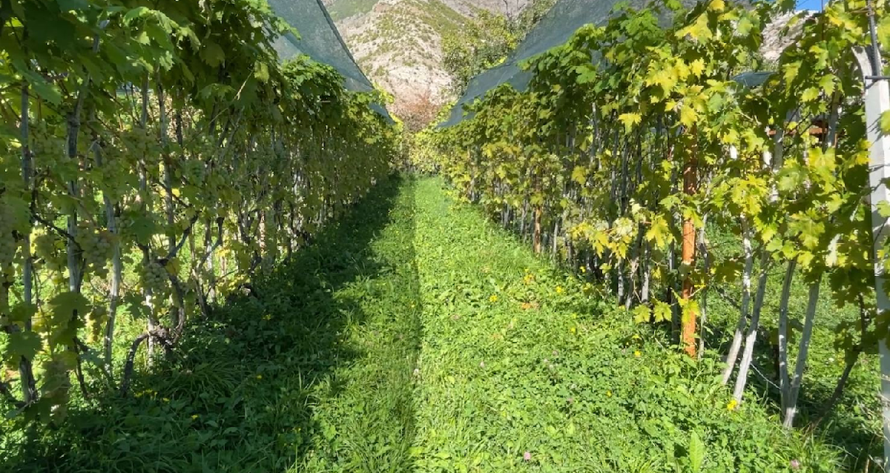 Artvin'in Yusufeli ilçesinde Peterek üzümü hasadı başladı