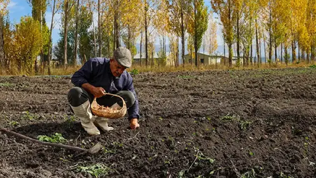 Denemek için ekti paraya para demiyor: Gramı altınla yarışıyor