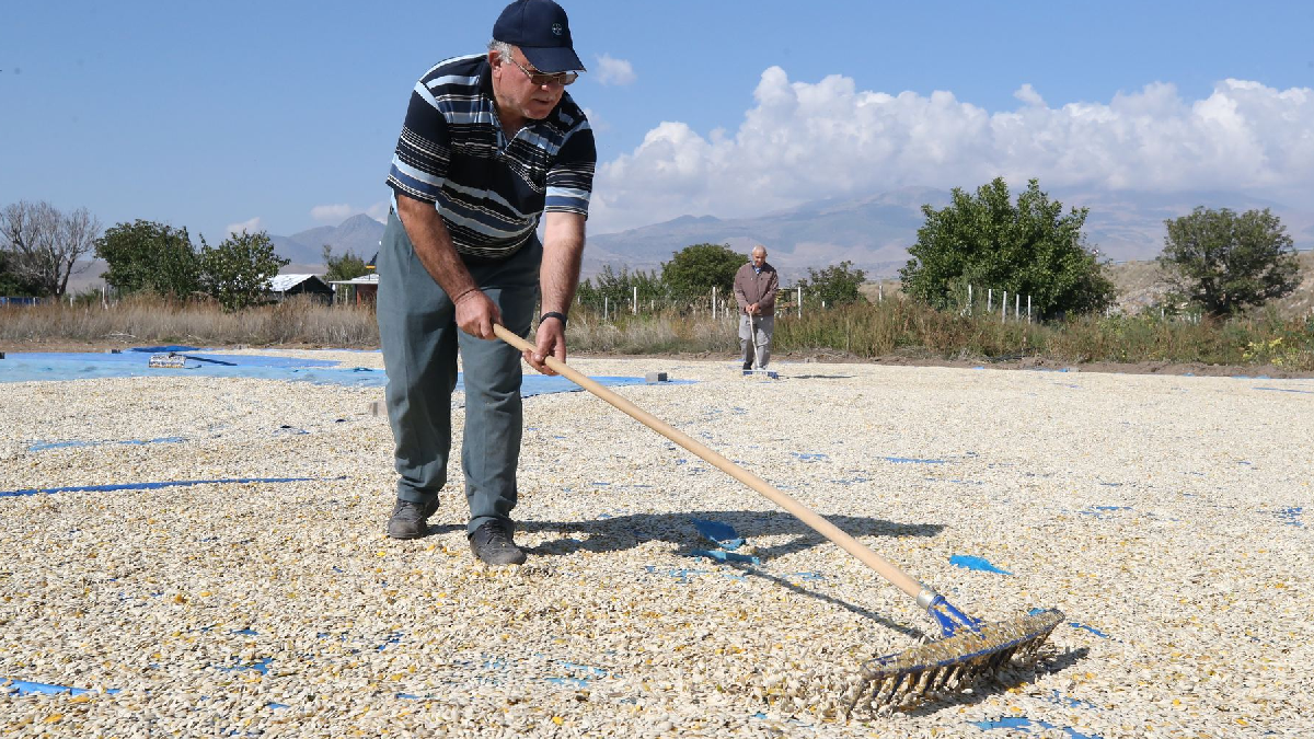 Türkiye’nin 'sarı altın'ı tarlaları kapladı: Hasat yaklaşıyor