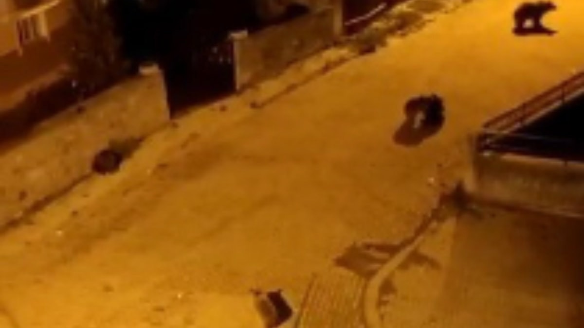 Sarıkamış'ta acıkan ayılar mahalleyi bastı