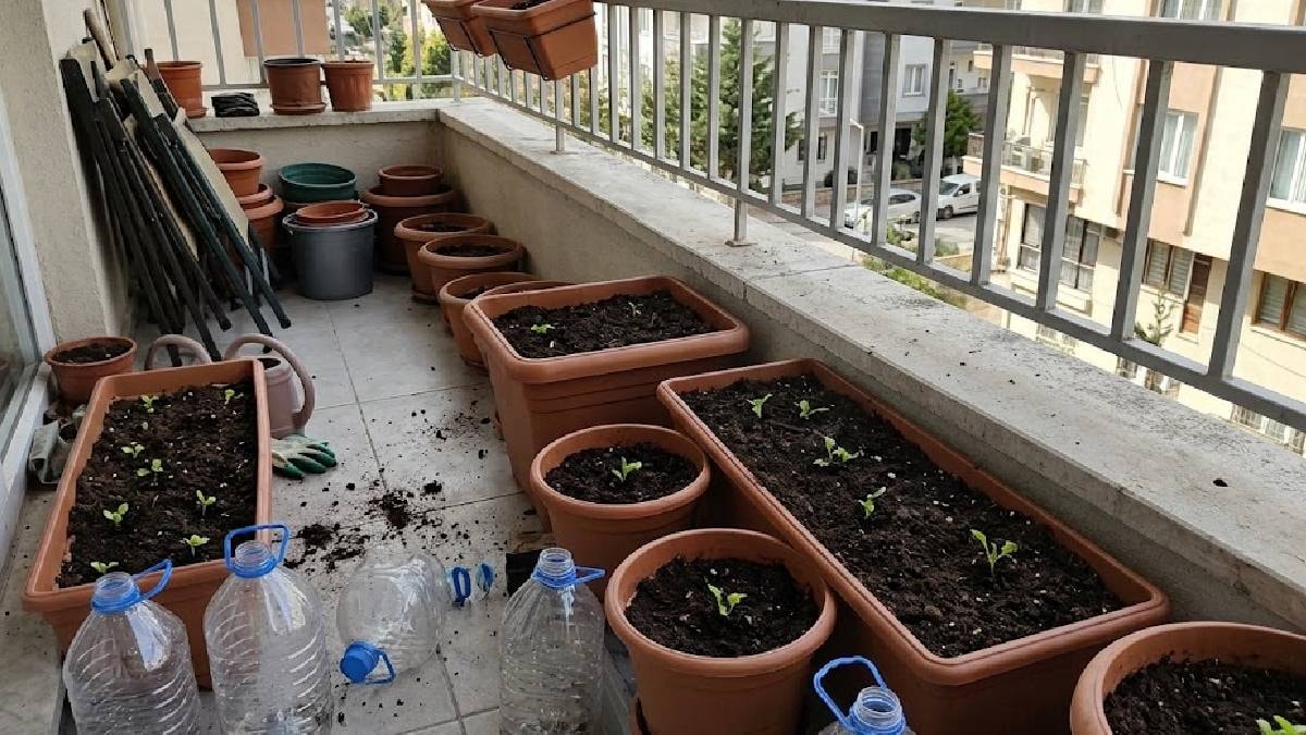 Balkonuna eken 12 ay hasat ediyor: Pet şişeyle verimi 2 kat artıyor