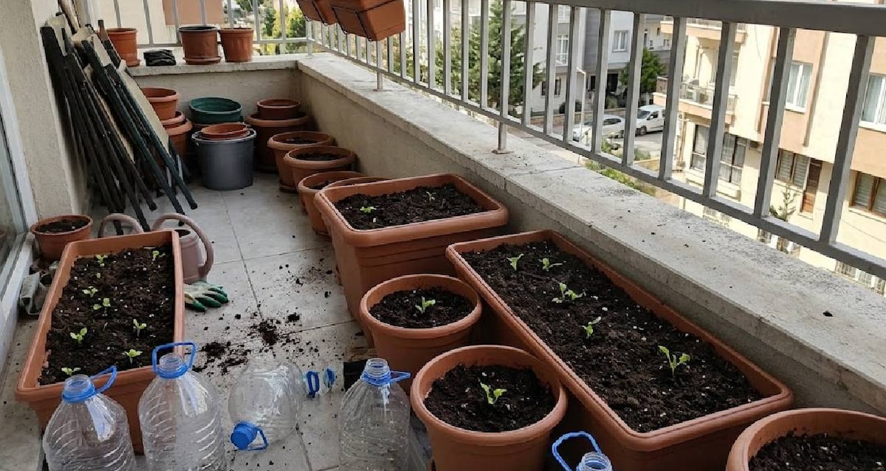 Balkonuna eken 12 ay hasat ediyor: Pet şişeyle verimi 2 kat artıyor