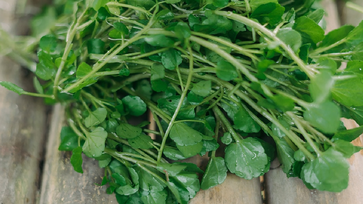 Su teresinden 80 kat fazla C vitamini içeriyor: Sofraların vazgeçilmezi