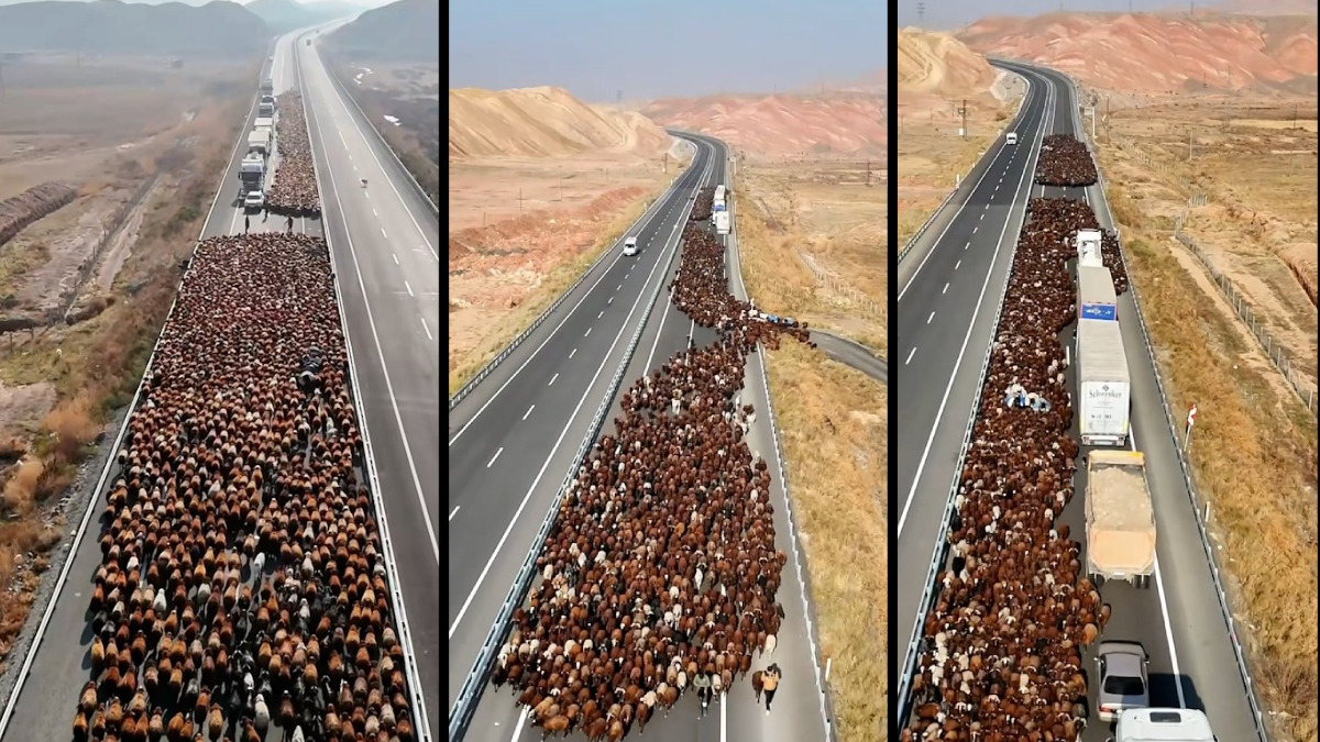 İki şeritli yolu tamamen kapattılar: Dev sürünün görsel şöleni havadan görüntülendi