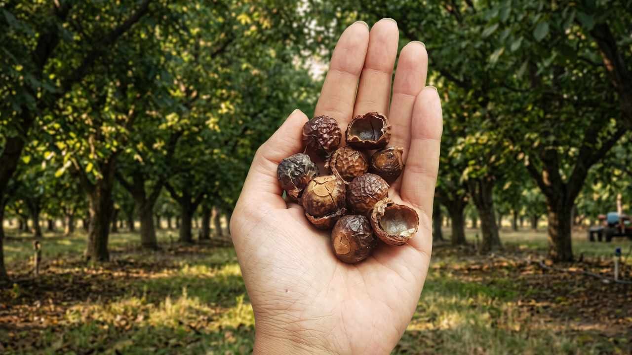 Suya değdiği an deterjan oluyor: 1 kere eken 90 yıl hasat ediyor