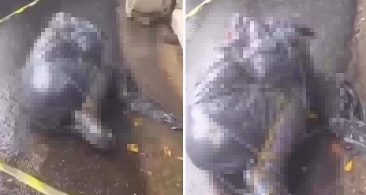 Brezilya'da seri katil alarmı: Poşete sarılmış 6 ceset bulundu