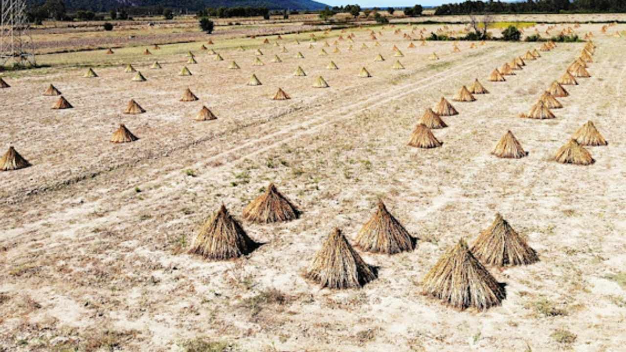 Tarlada ‘Deli Memet’ hasadı başladı: 80 kişinin yaptığı işi tek başına 1 günde yaptı