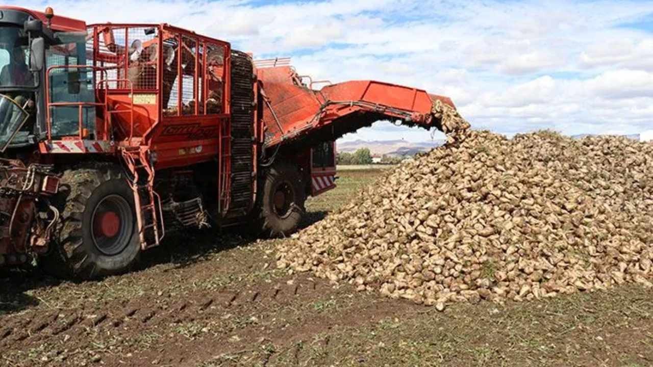 Tarlaya adım atan rahat nefes aldı: Bu yılın hasadı çiftçinin yüzünü güldürdü