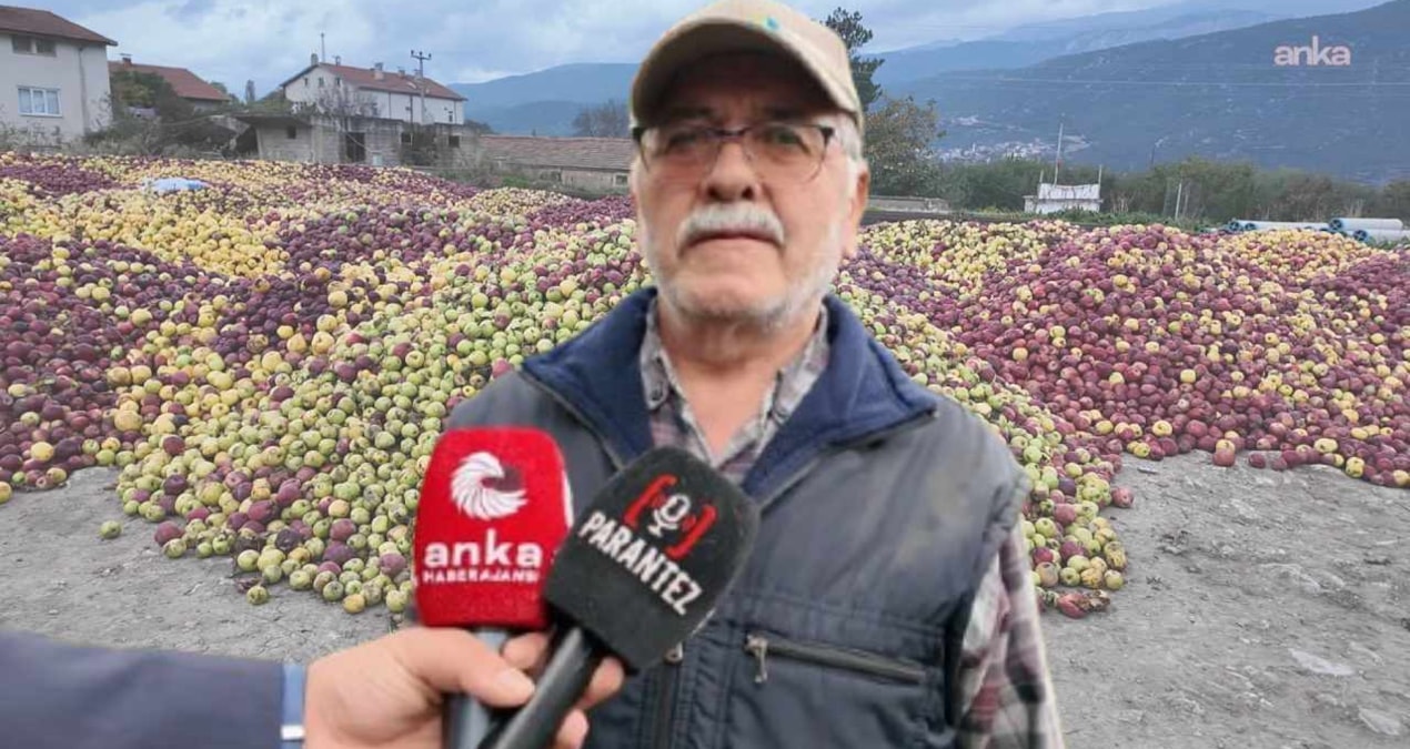 Tarlaya giren üretici ağlayarak çıktı: Tonlarca mahsul çürümeye bırakıldı