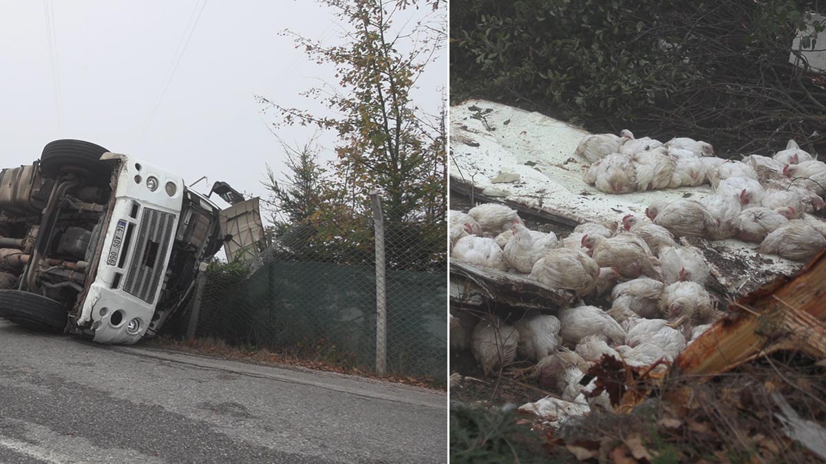 Bolu’da canlı tavuk yüklü kamyon devrildi: 4 yaralı