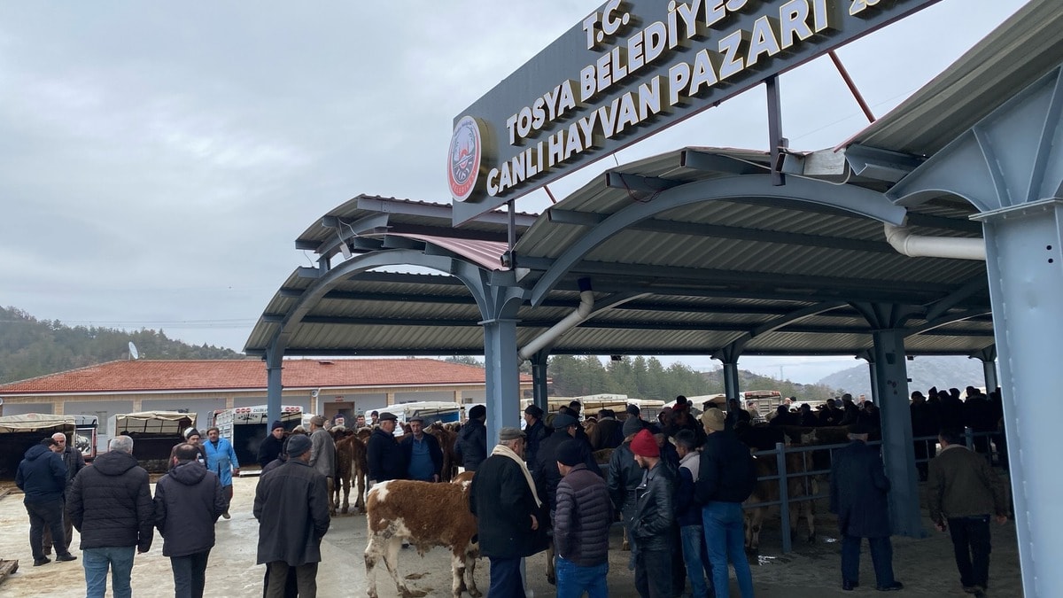 Tosya'da canlı hayvan pazarı şap nedeniyle kapatıldı