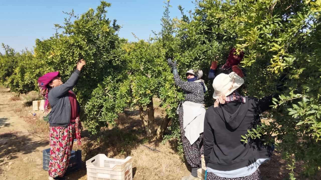 Türkler hasat ediyor, Ruslar kapıda kuyruk oluyor