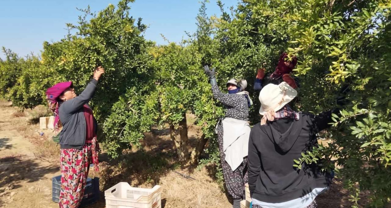 Türkler hasat ediyor, Ruslar kapıda kuyruk oluyor