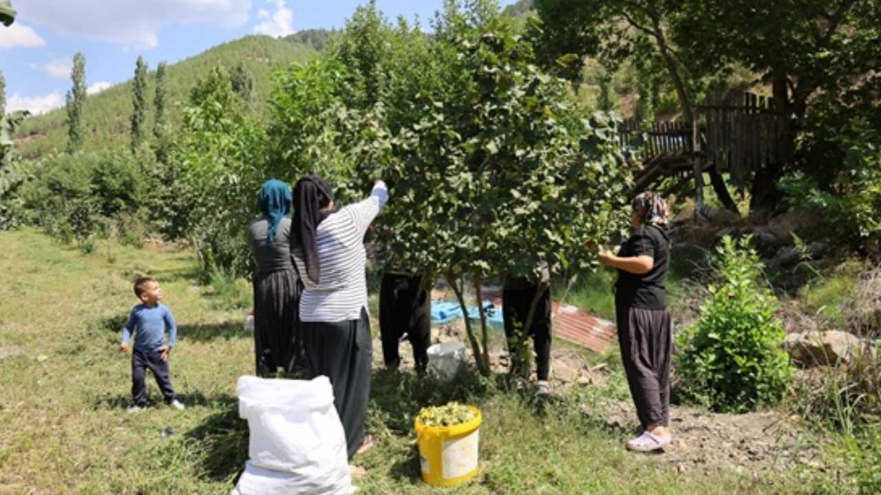 Türklerin kırmızı çizgine İtalyanlar göz dikti: Tarladaki ürün için sıraya girdiler