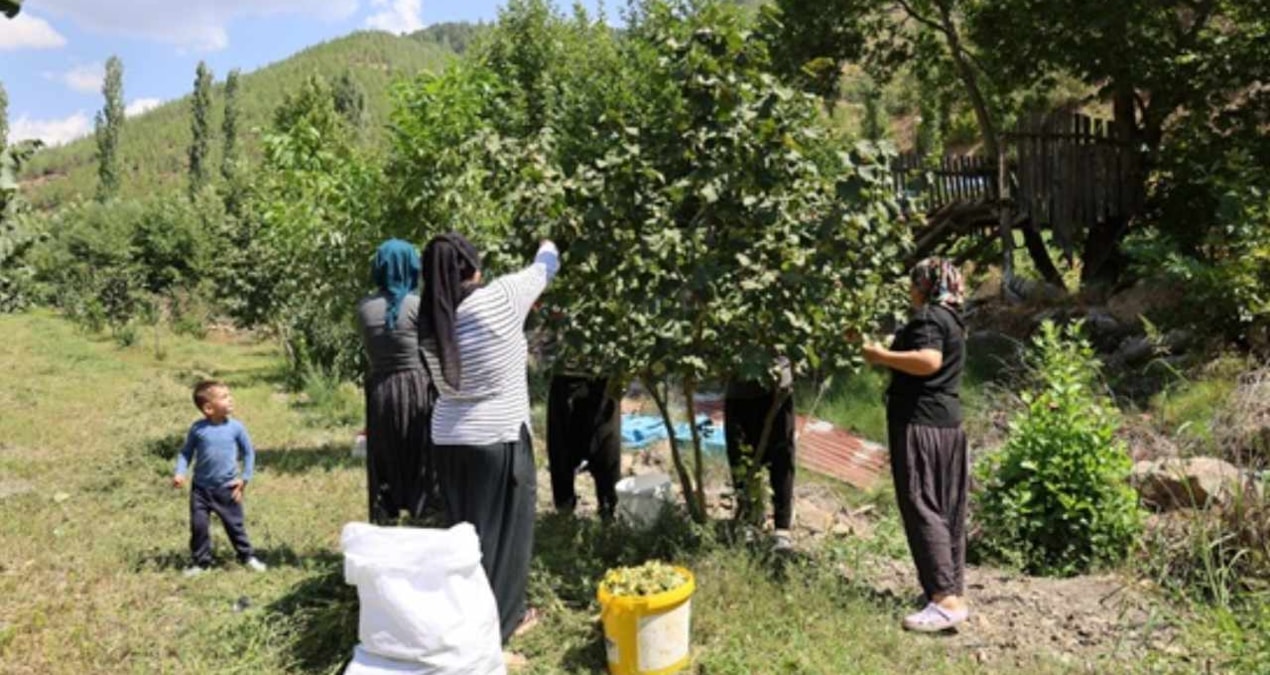 Türklerin kırmızı çizgisine İtalyanlar göz dikti: Tarladaki ürün için sıraya girdiler