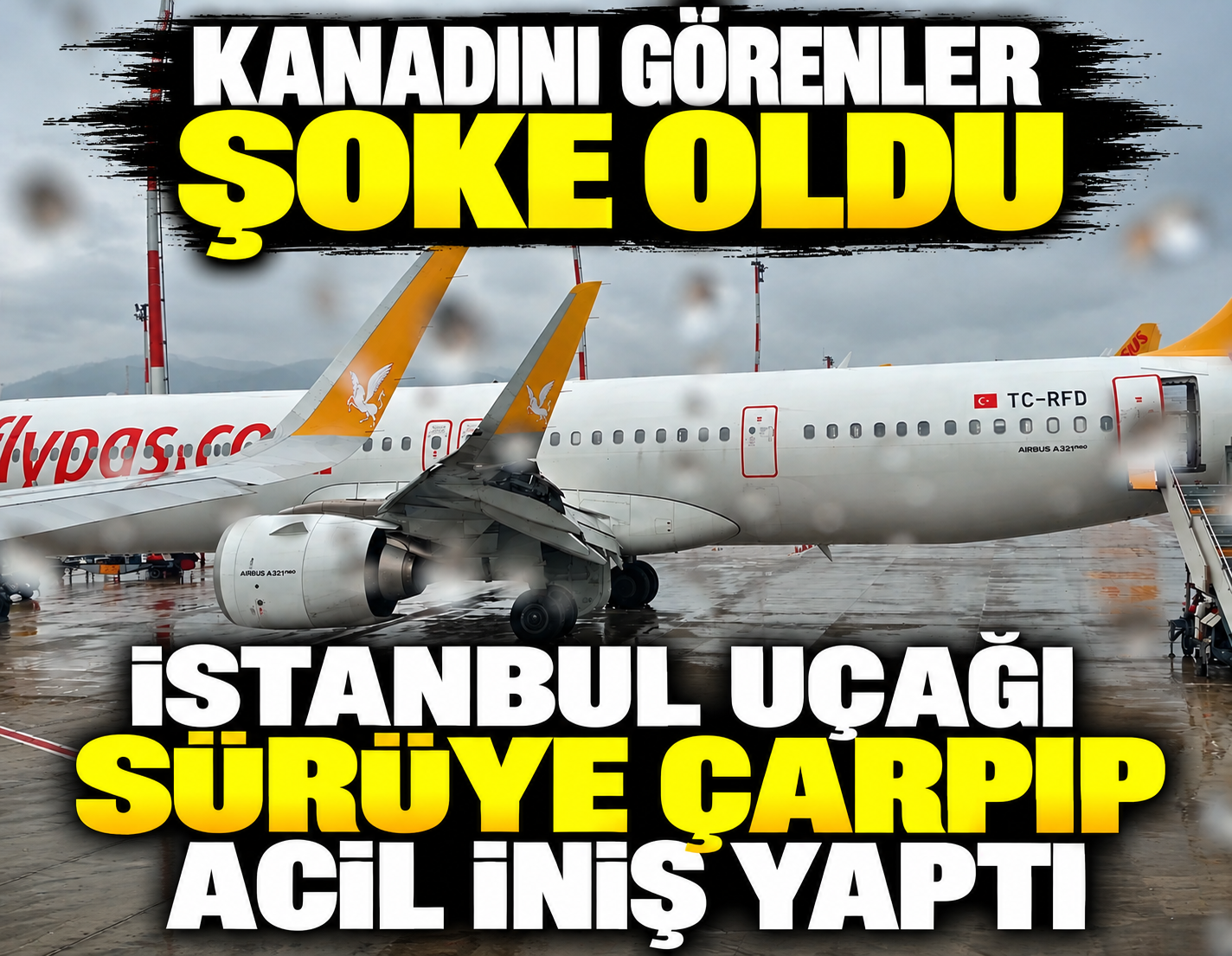 İstanbul'dan kalkan uçak sürüye çarptı: Kanadını görenler şoke oldu