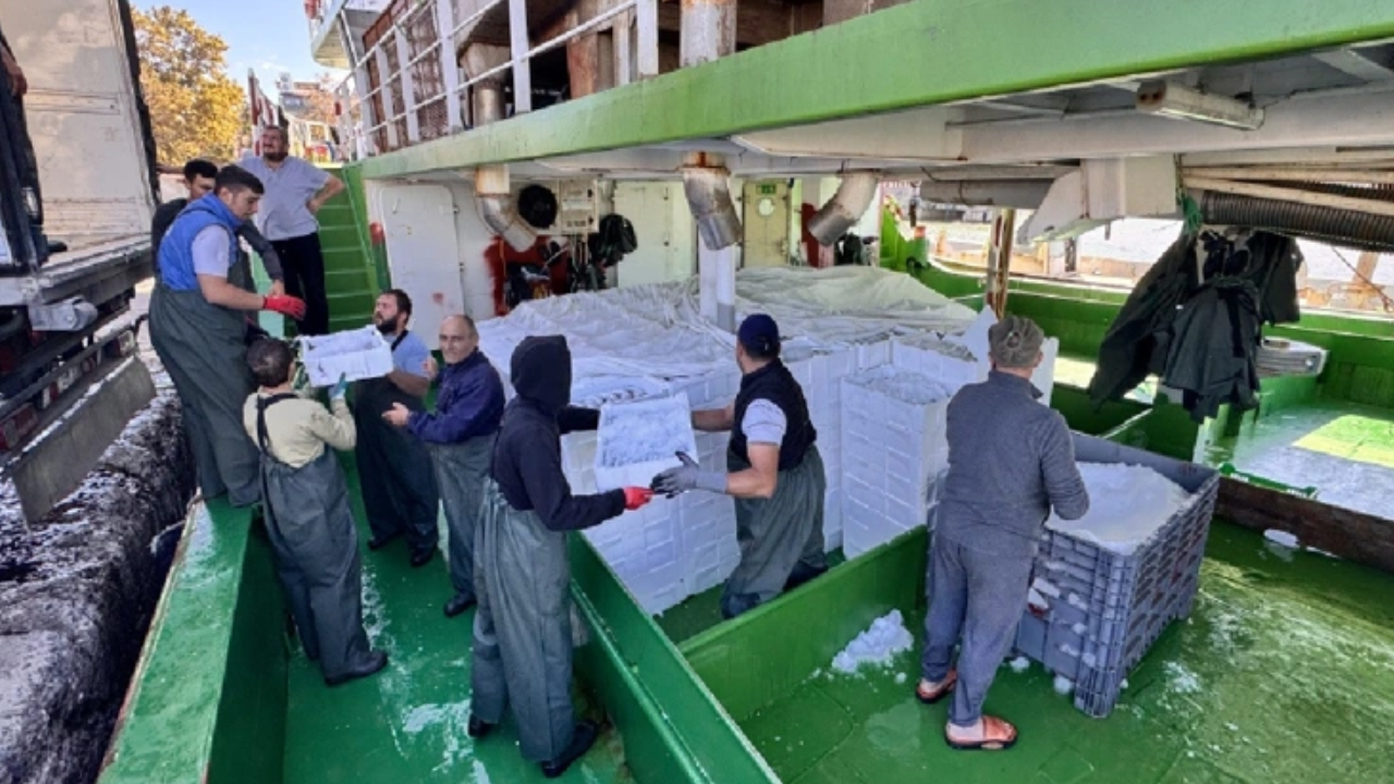 Rüzgar durdu ağlar doldu: Kasa kasa yüklediler İstanbul'a gönderdiler!