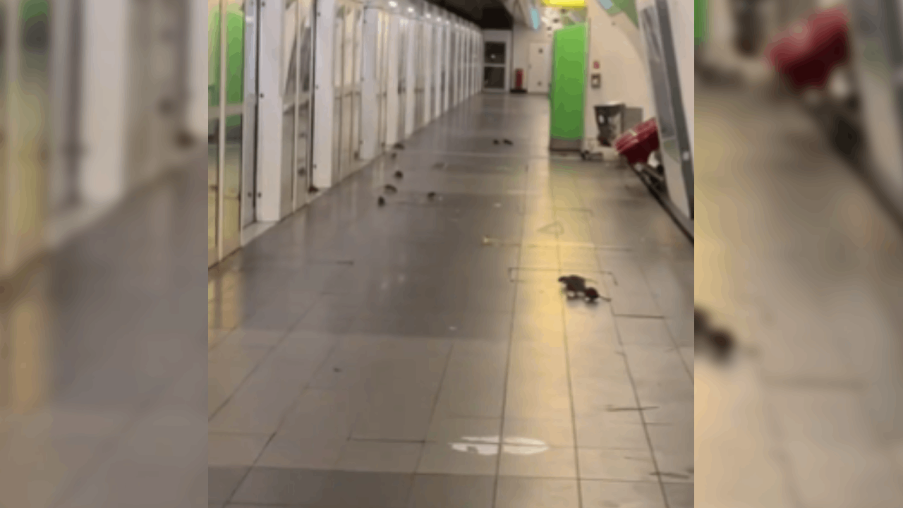 Moda başkentinde mide bulandıran görüntüler: Fareler metroda cirit atıyor