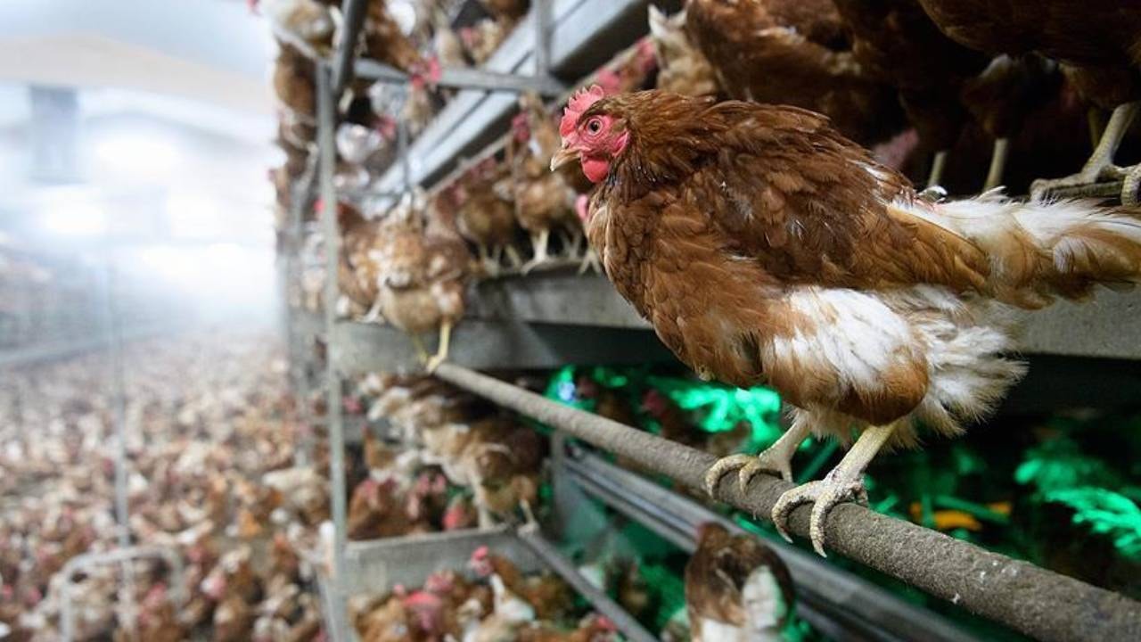 Kuş gribi kabusu geri döndü: Avrupa ülkesi karantina kararı aldı