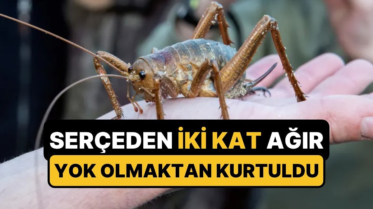 Ülkeye Sonradan Getirilen Sıçanlar Sonları Olacaktı: Dünyanın En Ağır Böceği Yeniden Hayatta