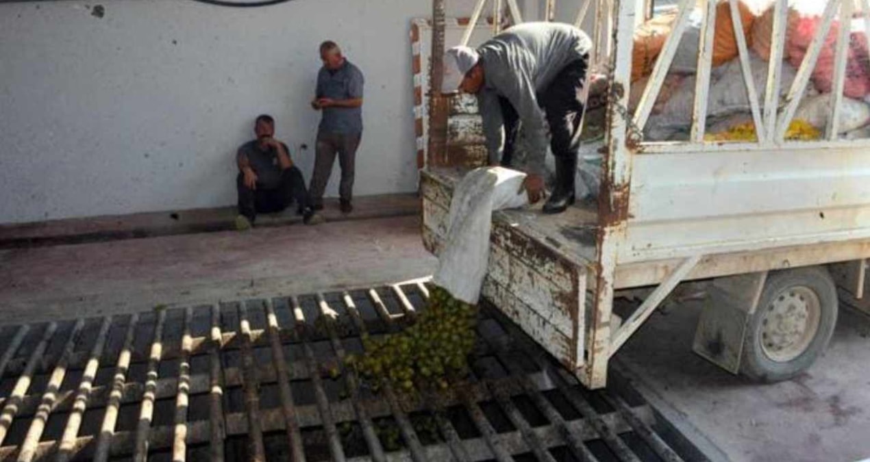 Çağlayancerit Cevizinde 20 Günde 80 Bin Lira Yevmiye