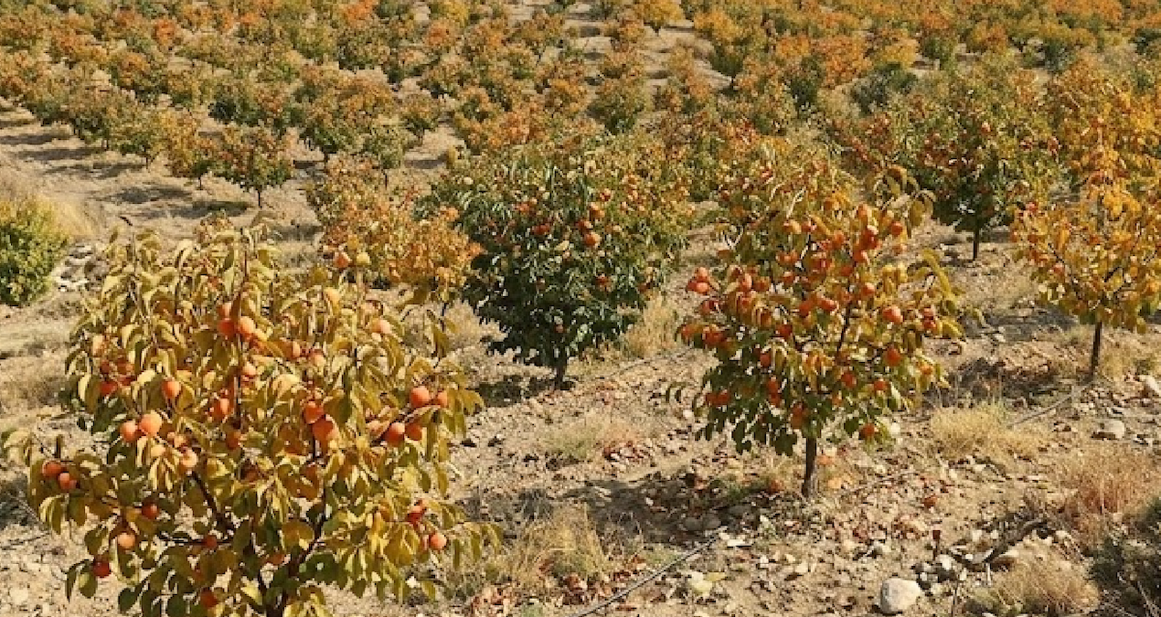 Çin ve Güney Kore'nin hazinesi Türk topraklarında: Tüm dünya Türkiye'den alıyor