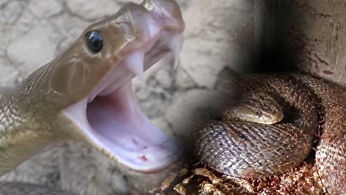 Zehirli yılanlar şehirlere akın etti