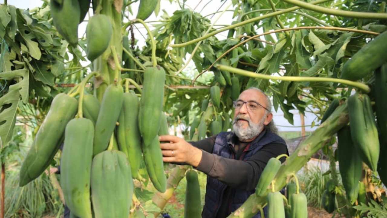 Yılın 12 ayı hasat ediliyor: Sarısı meyve, yeşili sebze diye 400 liradan satılıyor