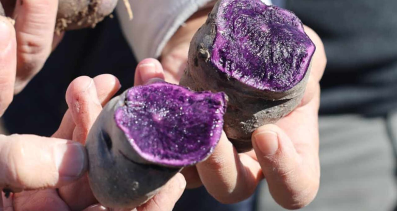 Niğde ve Nevşehir'de mor patates hasadı başladı