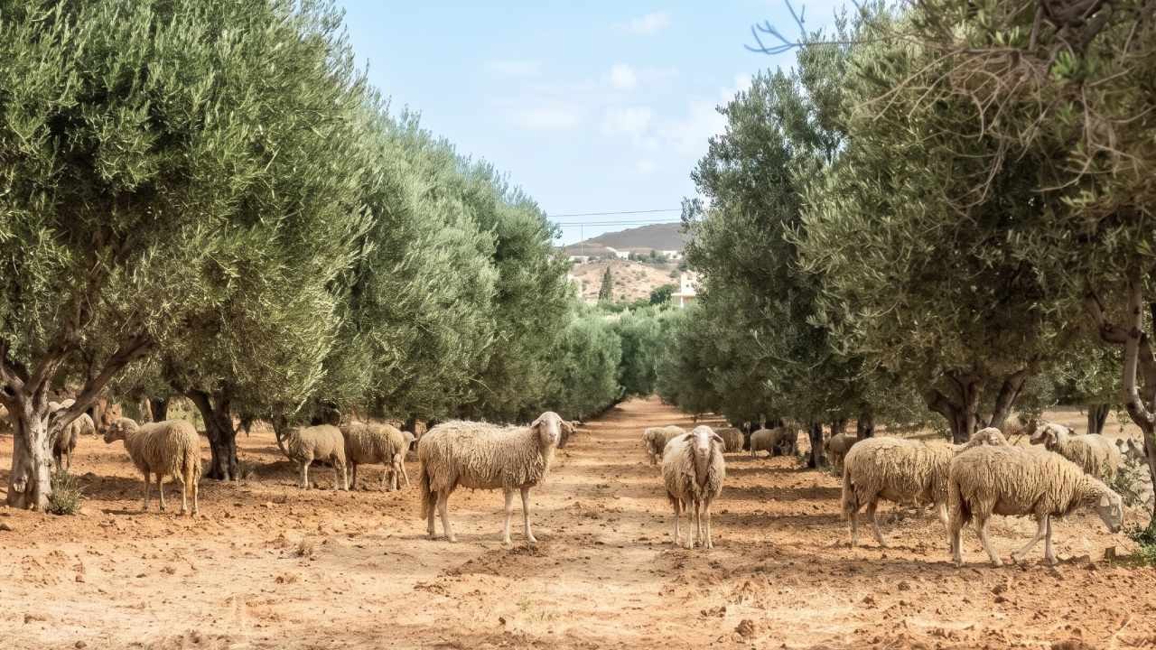 Zeytin tarlasına bırakılan 13 koyun 15 yıl sonra imkansızı başardı