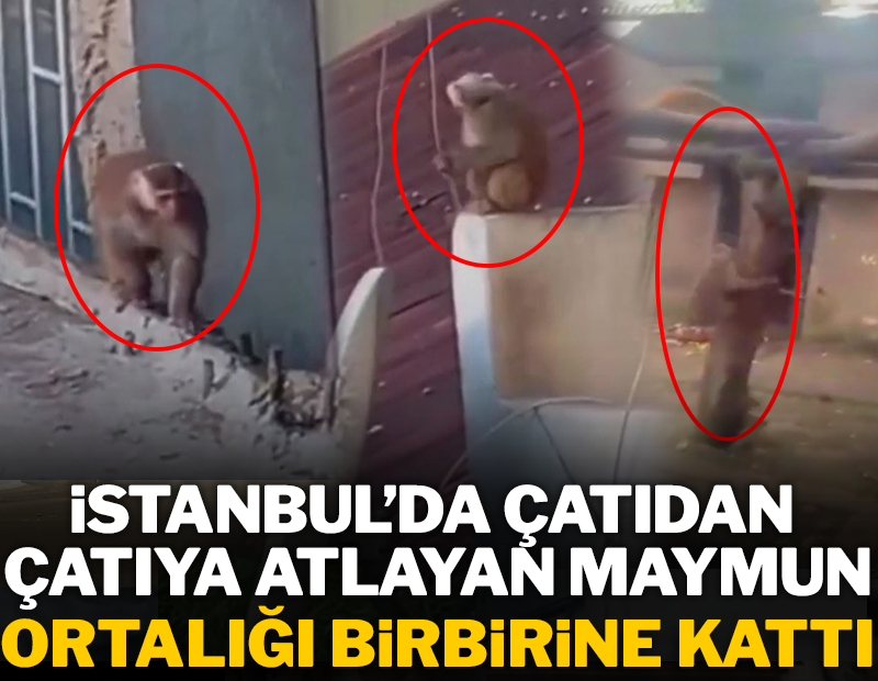 İstanbul'da çatıdan çatıya atlayan maymun ortalığı birbirine kattı