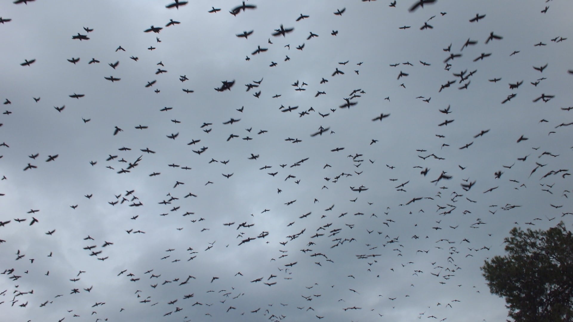 Bir şehrimizde kimse önüne bakamadı, gökyüzünde görsel şölen! Binlercesi aynı anda uçuyor