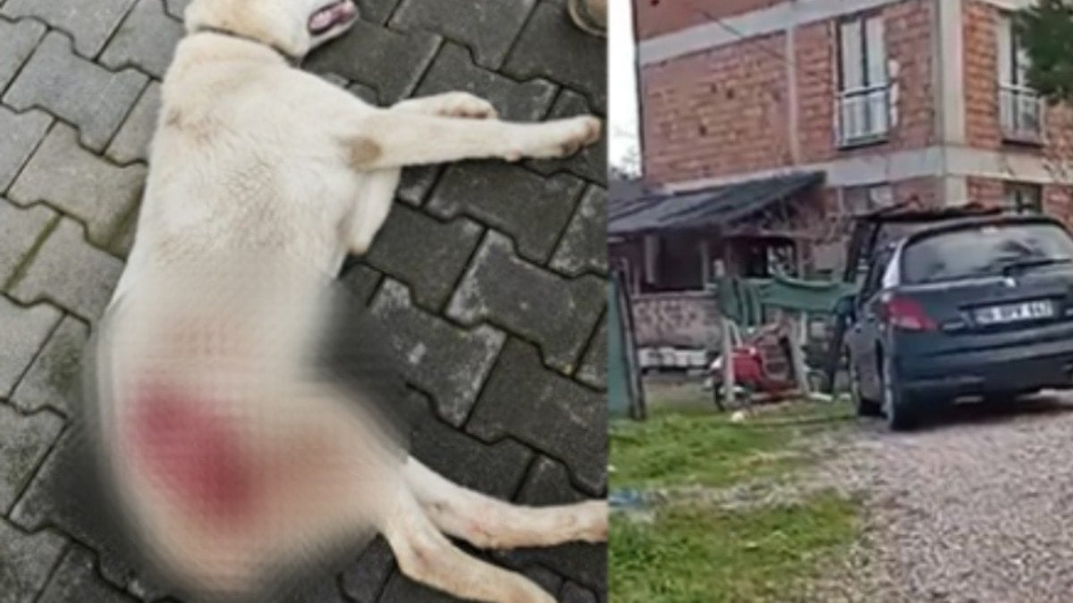 Bahçeye giren sokak köpeğini gözünü kırpmadan öldürdü!